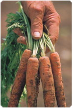 Maine Farm Market