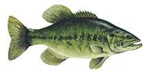 lrgmouthbass