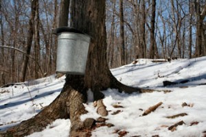 NE Maple Producers