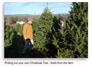 VT TRee Farms