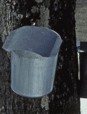 Maple Sap Bucket