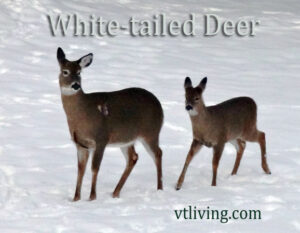 New England Wildlife Photography - White tailed Deer