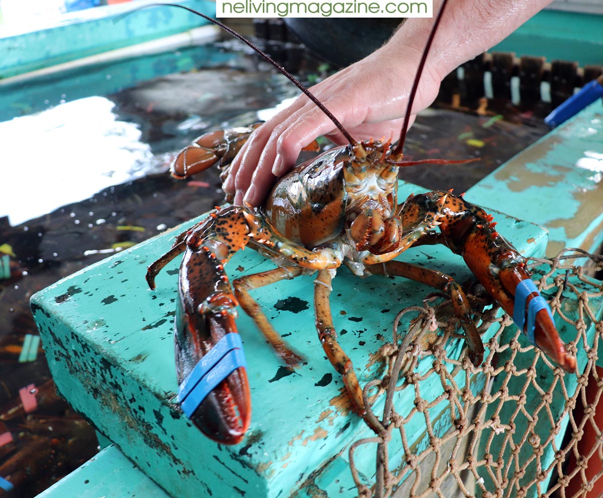 Handpicked Lobster from Ogunquit Lobster Pound