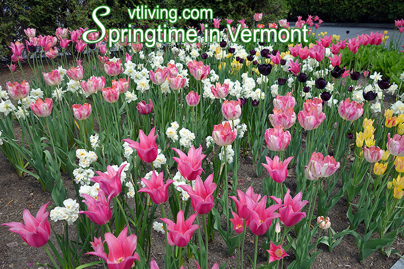 Springtiime in Vermont