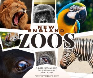 New England Zoos
