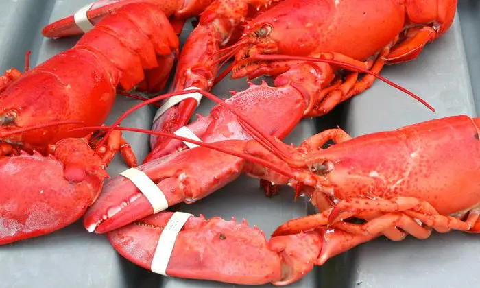 Maine Lobster Festival